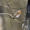 Rotkehlchen (Erithacus rubecula)